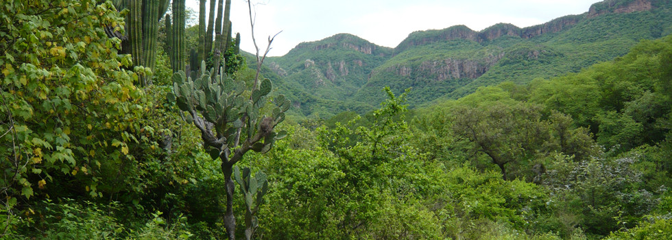 alamos-tropical-forest