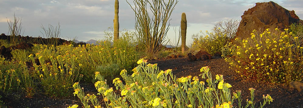 sonoran-desert